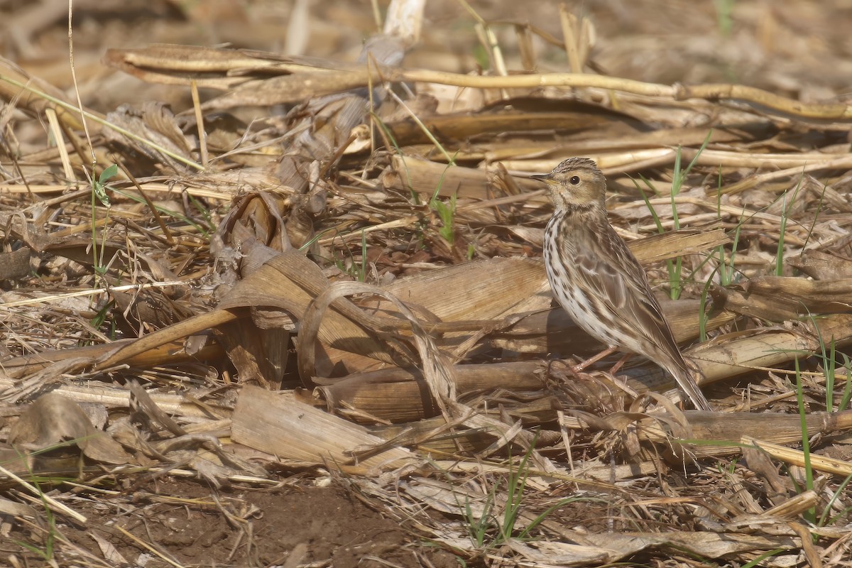 Red-throated Pipit - ML614376510