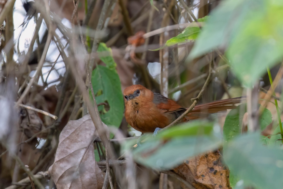 Rusty-headed Spinetail - ML614376513