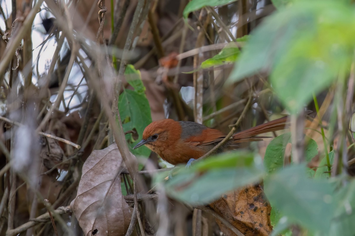 Rusty-headed Spinetail - ML614376514
