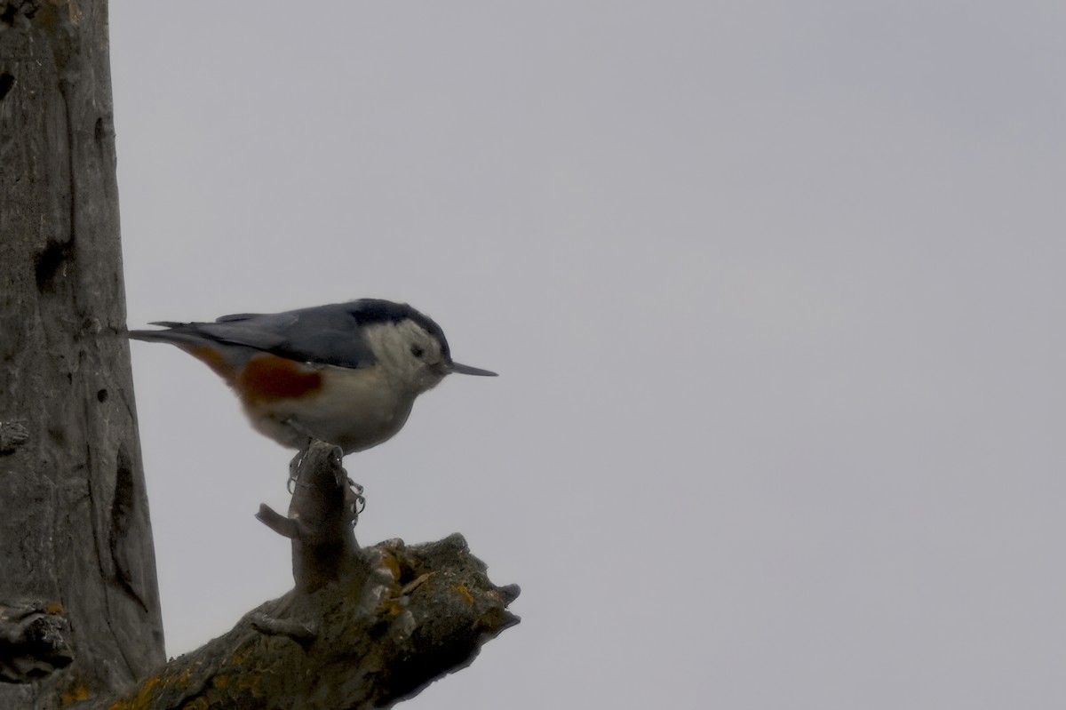 White-cheeked Nuthatch - ML614376520