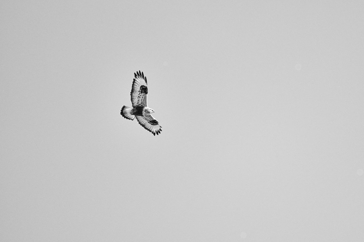 eBird Pacific Northwest Checklist 3 Feb 2024 49995199 Townsend Rd