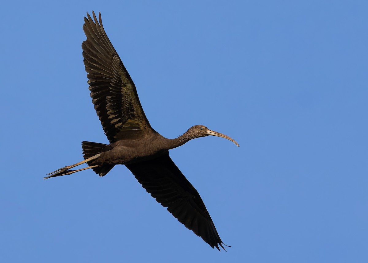 ibis hnědý - ML614376652