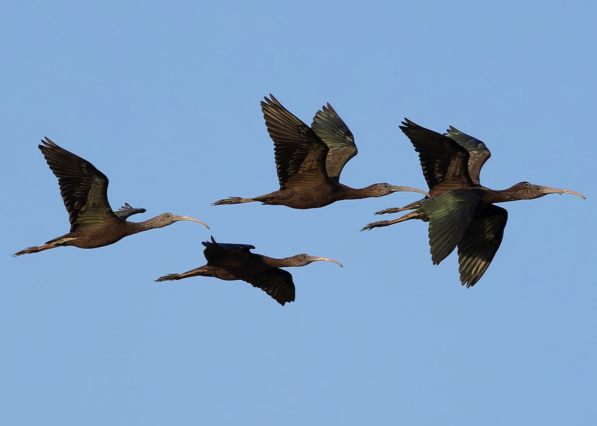 ibis hnědý - ML614376656