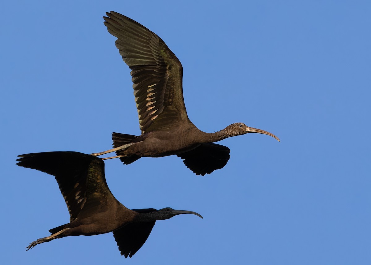 ibis hnědý - ML614376657