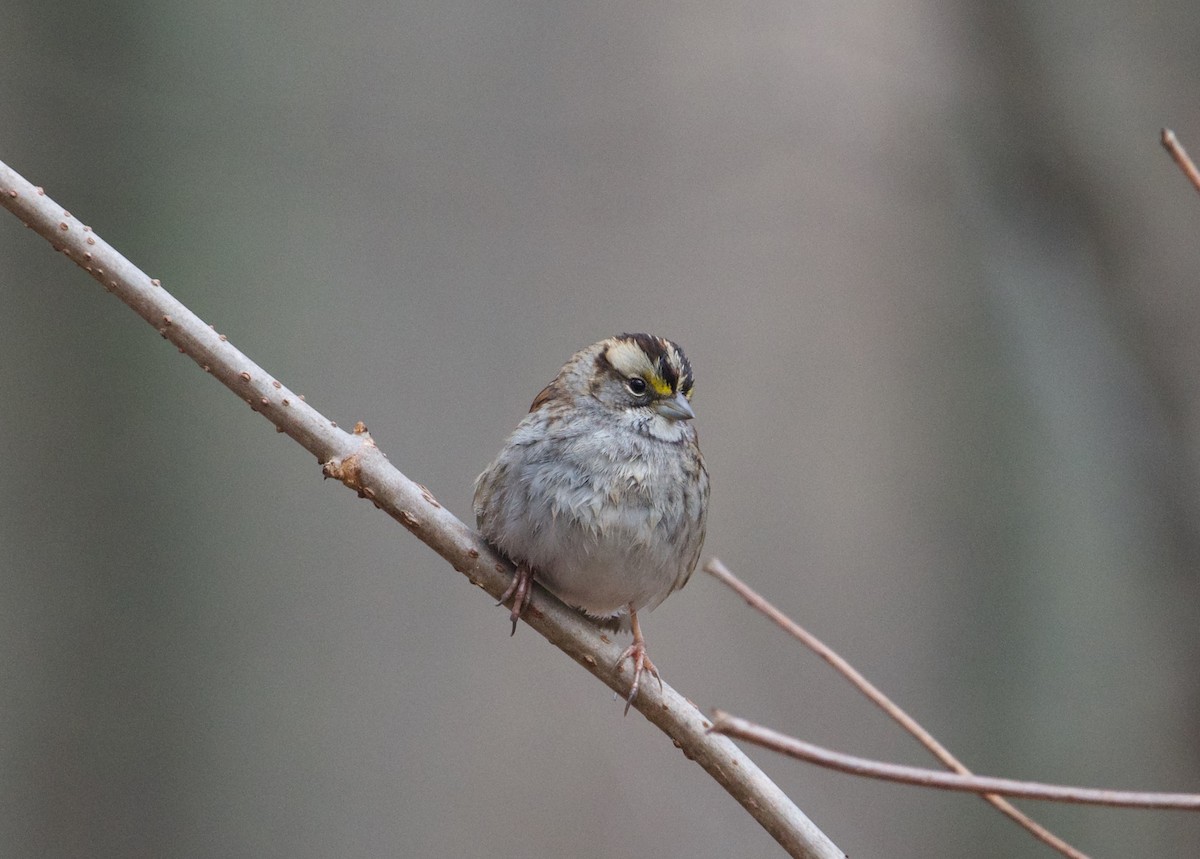 White-throated Sparrow - ML614376815