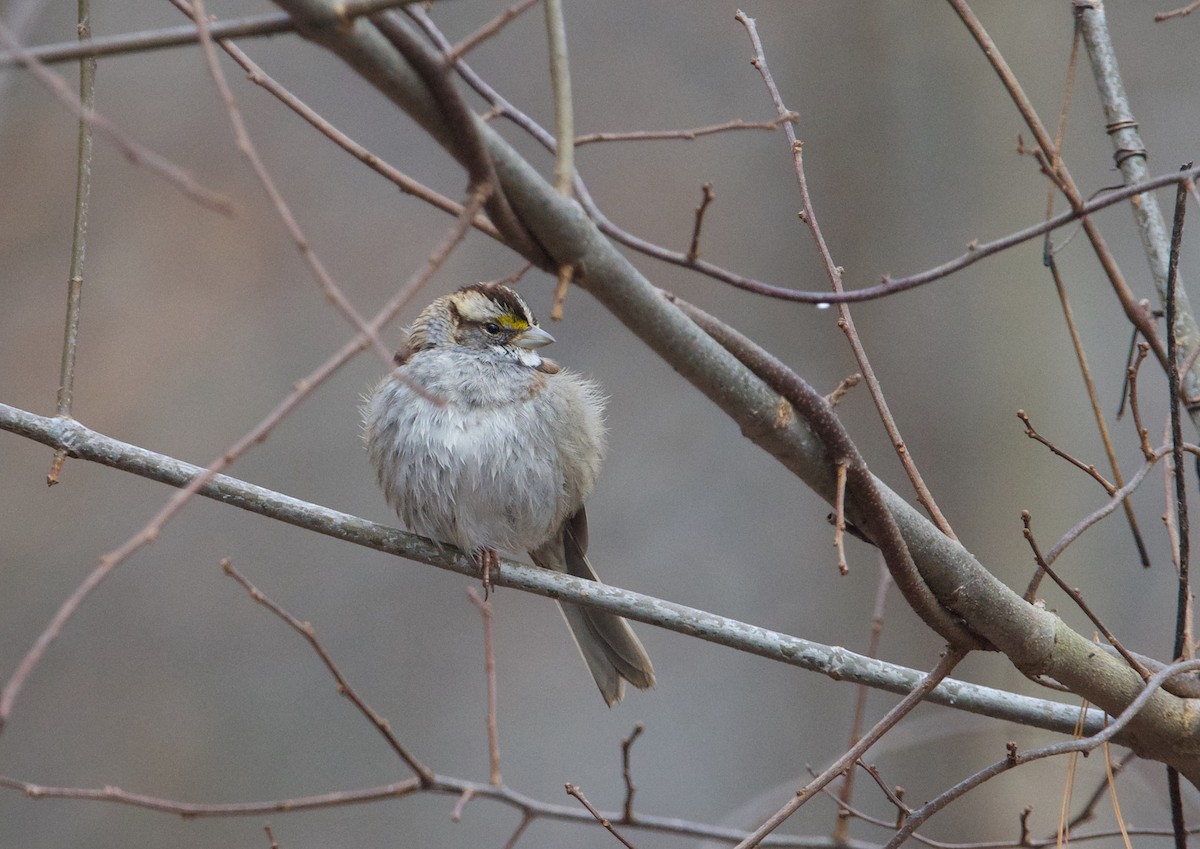White-throated Sparrow - ML614376816