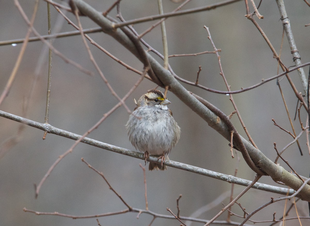 White-throated Sparrow - ML614376817