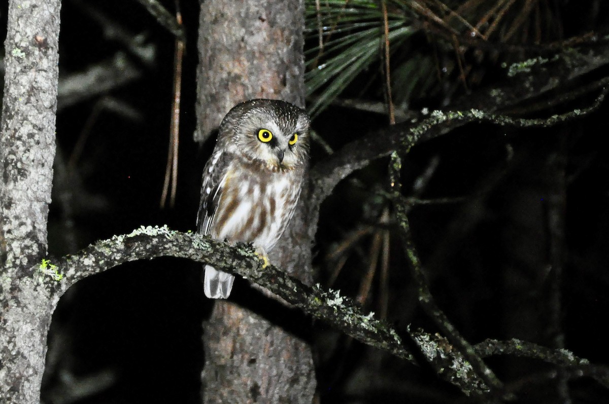 Northern Saw-whet Owl - Micah Grove