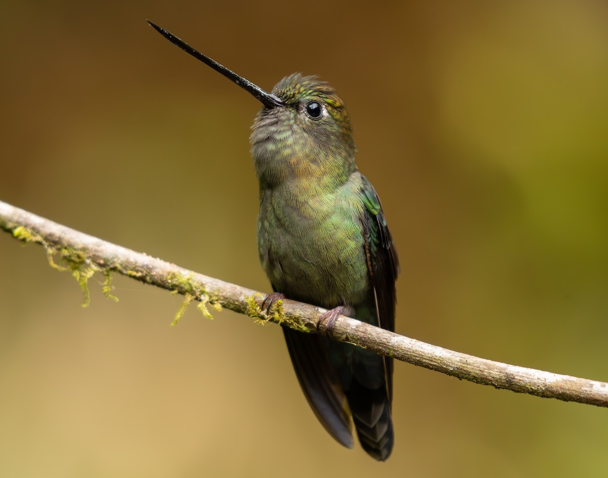 Green-fronted Lancebill - Andres Paniagua