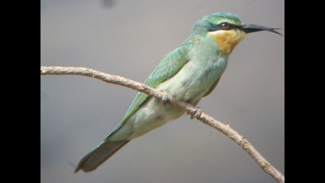 Blue-cheeked Bee-eater - ML614377430