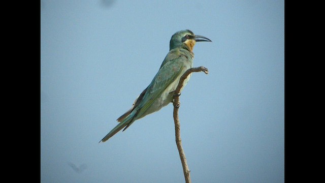 Blue-cheeked Bee-eater - ML614377431