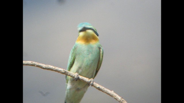 Blue-cheeked Bee-eater - ML614377432