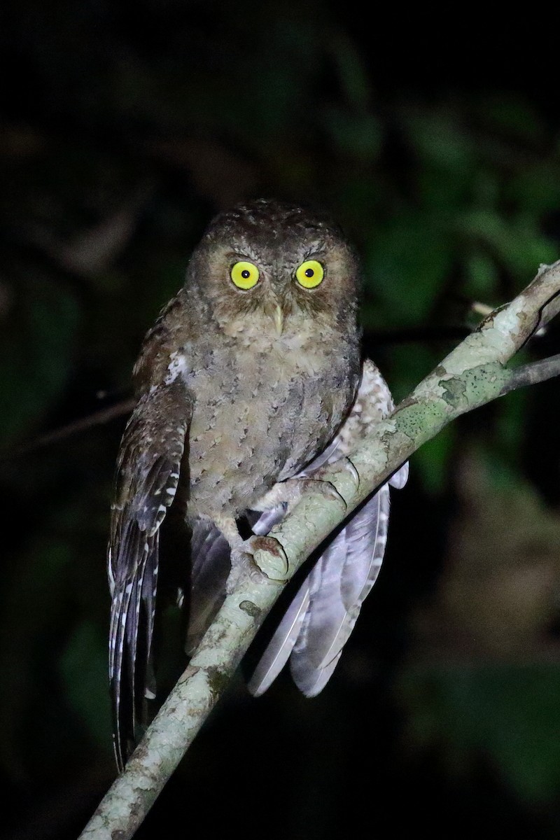 Andaman Scops-Owl - ML614377464
