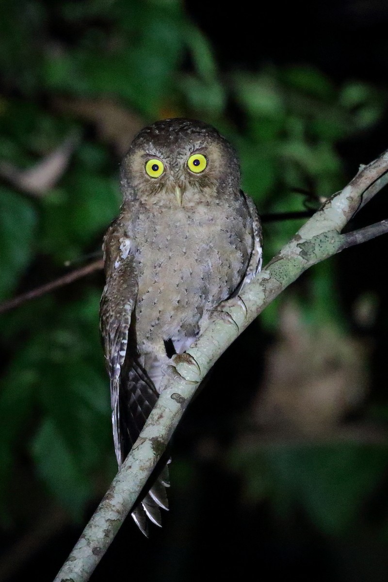 Andaman Scops-Owl - ML614377465