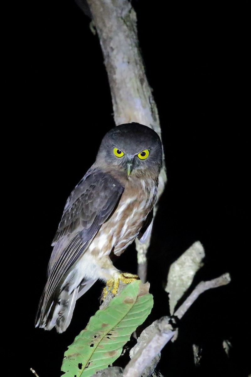 Андаманская иглоногая сова - ML614377473