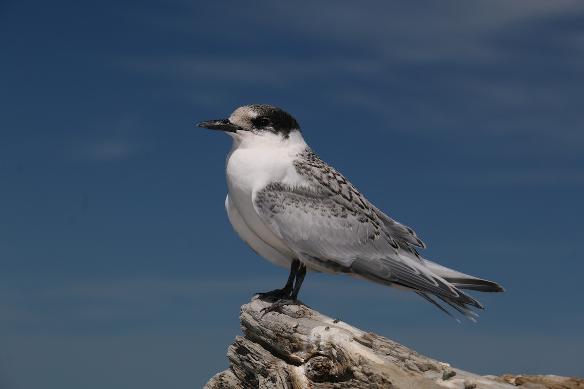 White-fronted Tern - ML614377540