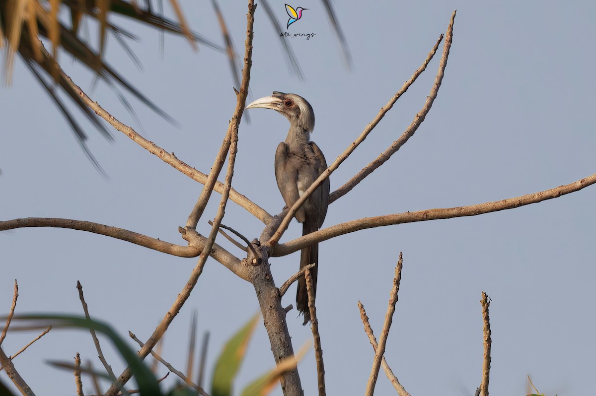 Indian Gray Hornbill - ML614377571