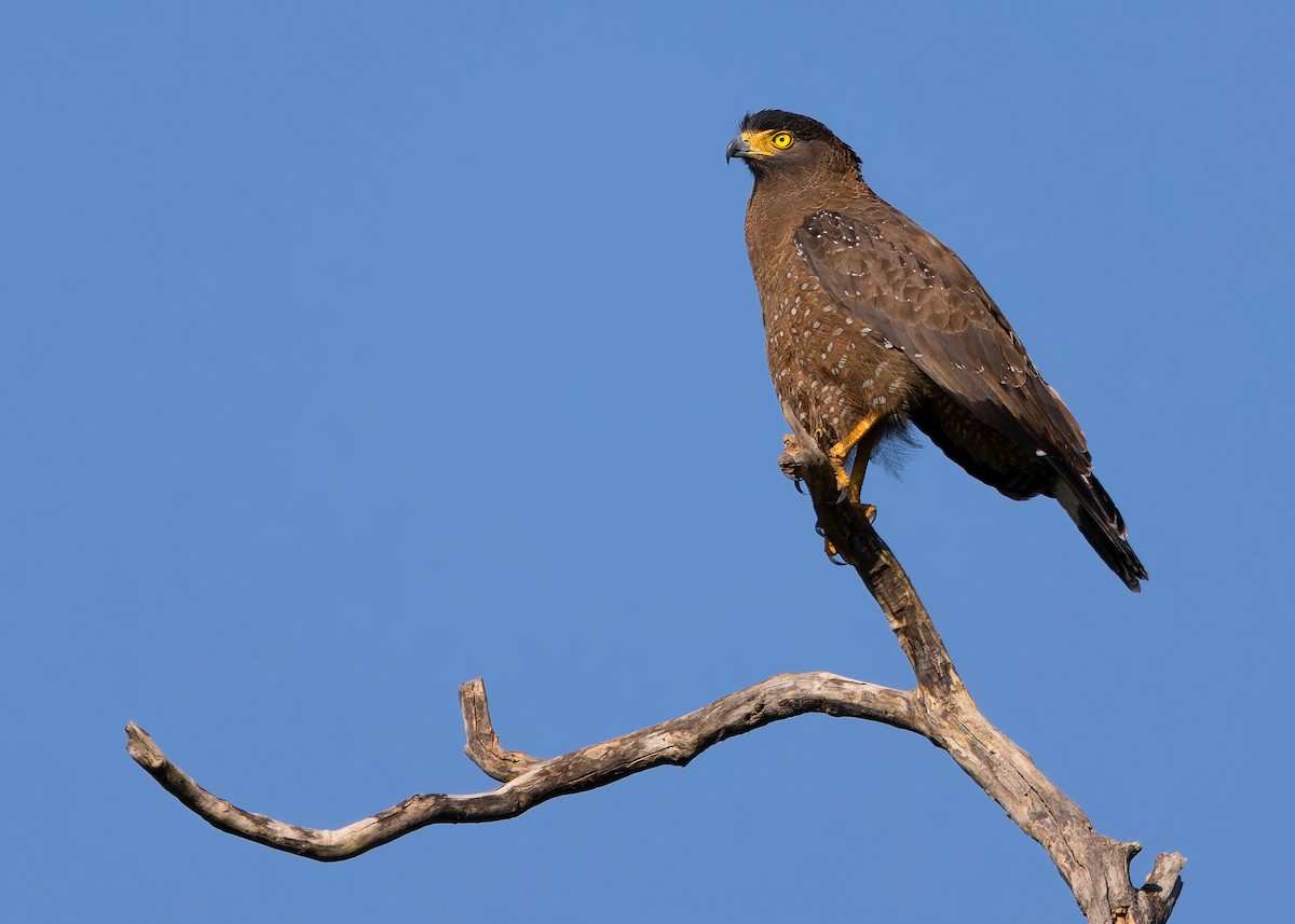Crested Serpent-Eagle - ML614377964