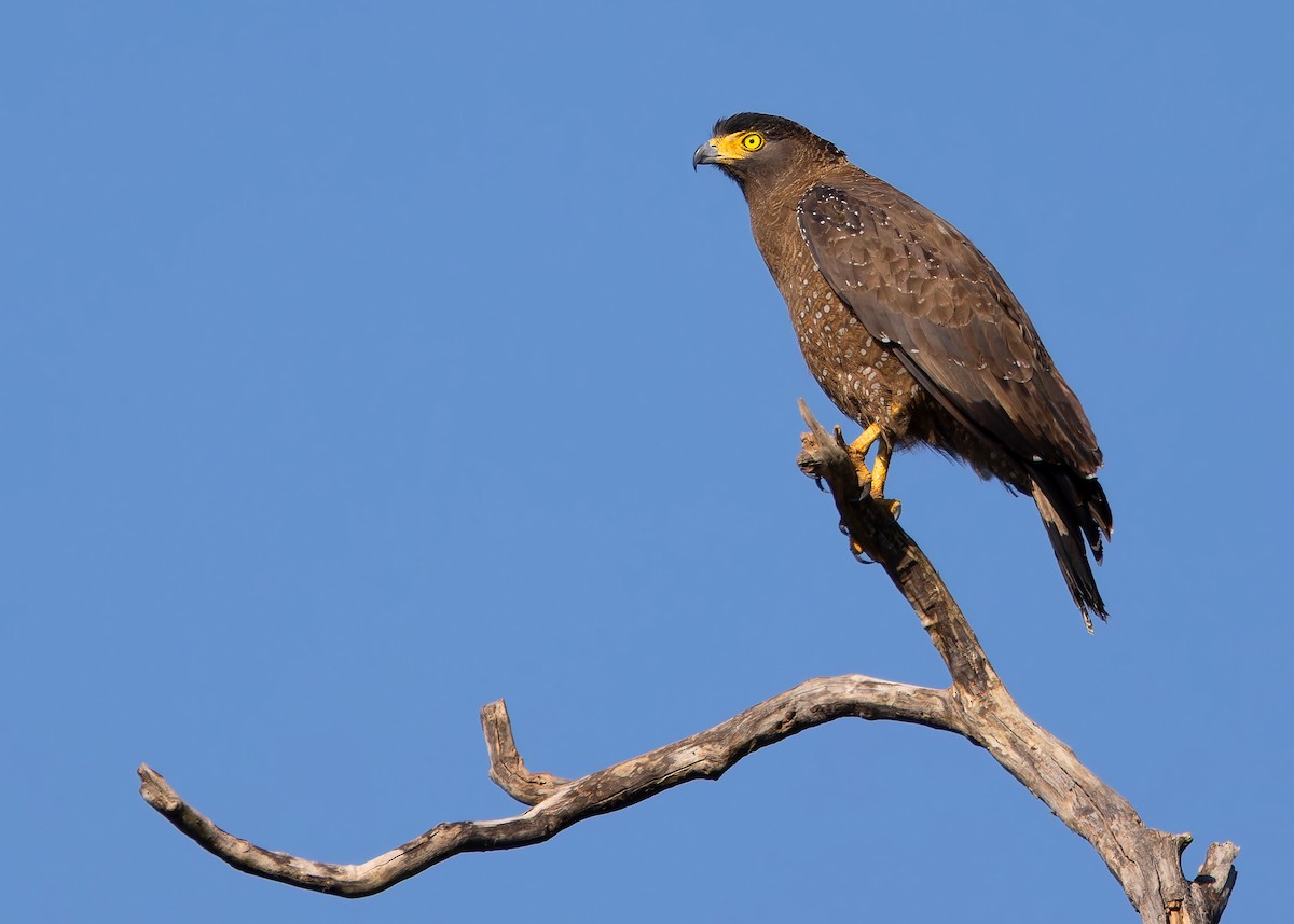 Crested Serpent-Eagle - ML614377965
