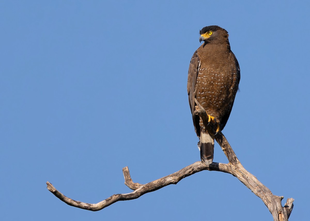 Crested Serpent-Eagle - ML614377966