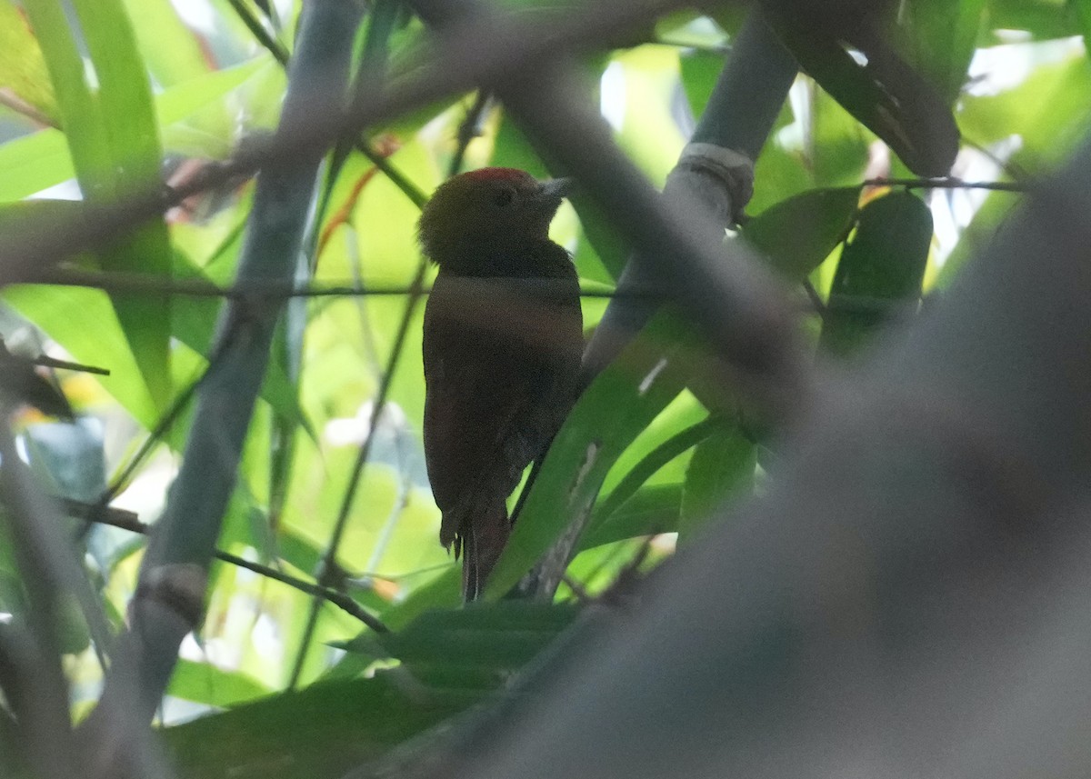 Pale-headed Woodpecker - ML614377994