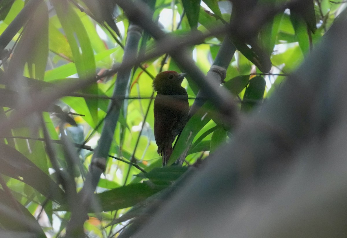 Pale-headed Woodpecker - ML614377995