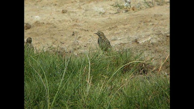 Red-throated Pipit - ML614378001