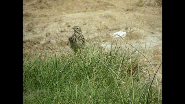 Red-throated Pipit - ML614378002
