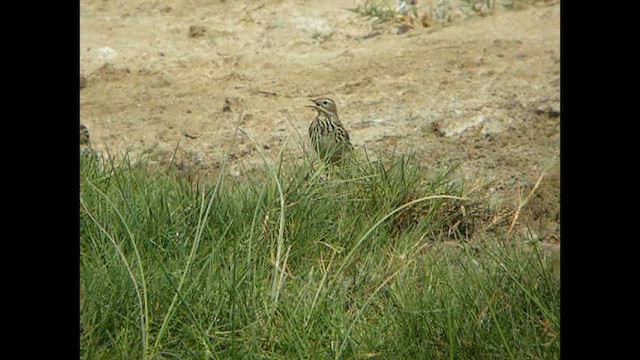 Red-throated Pipit - ML614378003