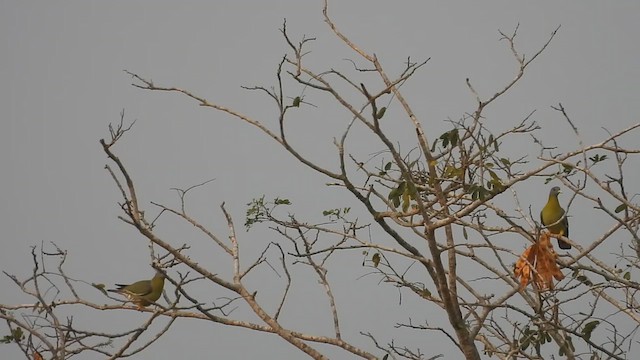 Yellow-footed Green-Pigeon - ML614378089