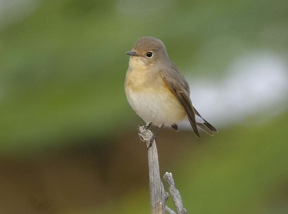 Red-breasted Flycatcher - ML614378165