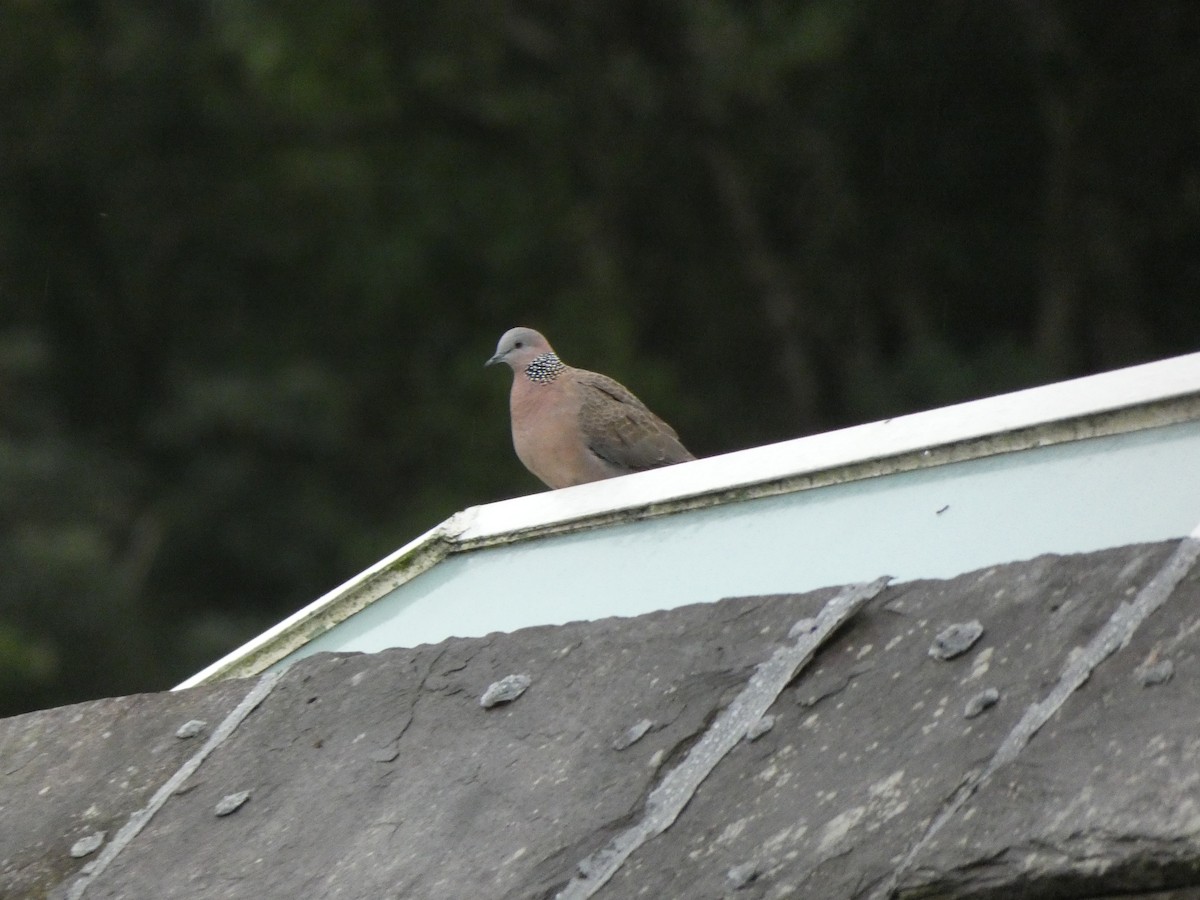 Spotted Dove - ML614378185