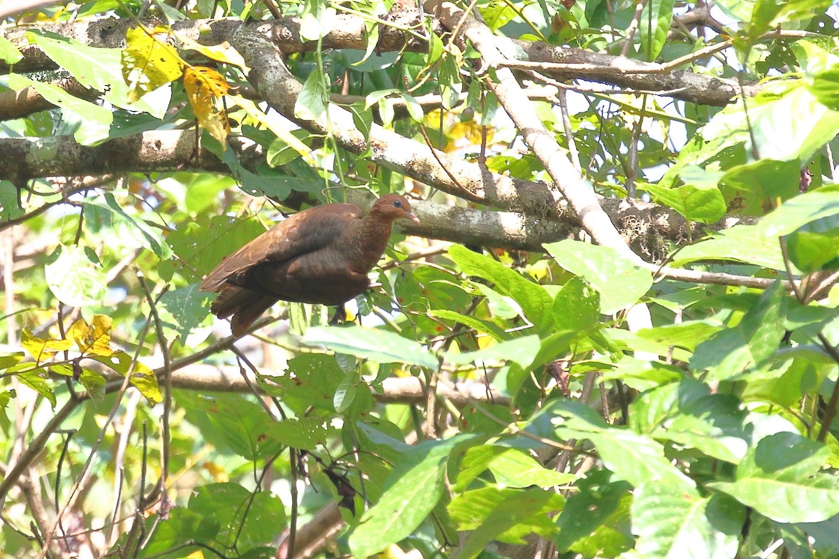 Andaman Cuckoo-Dove - ML614378343