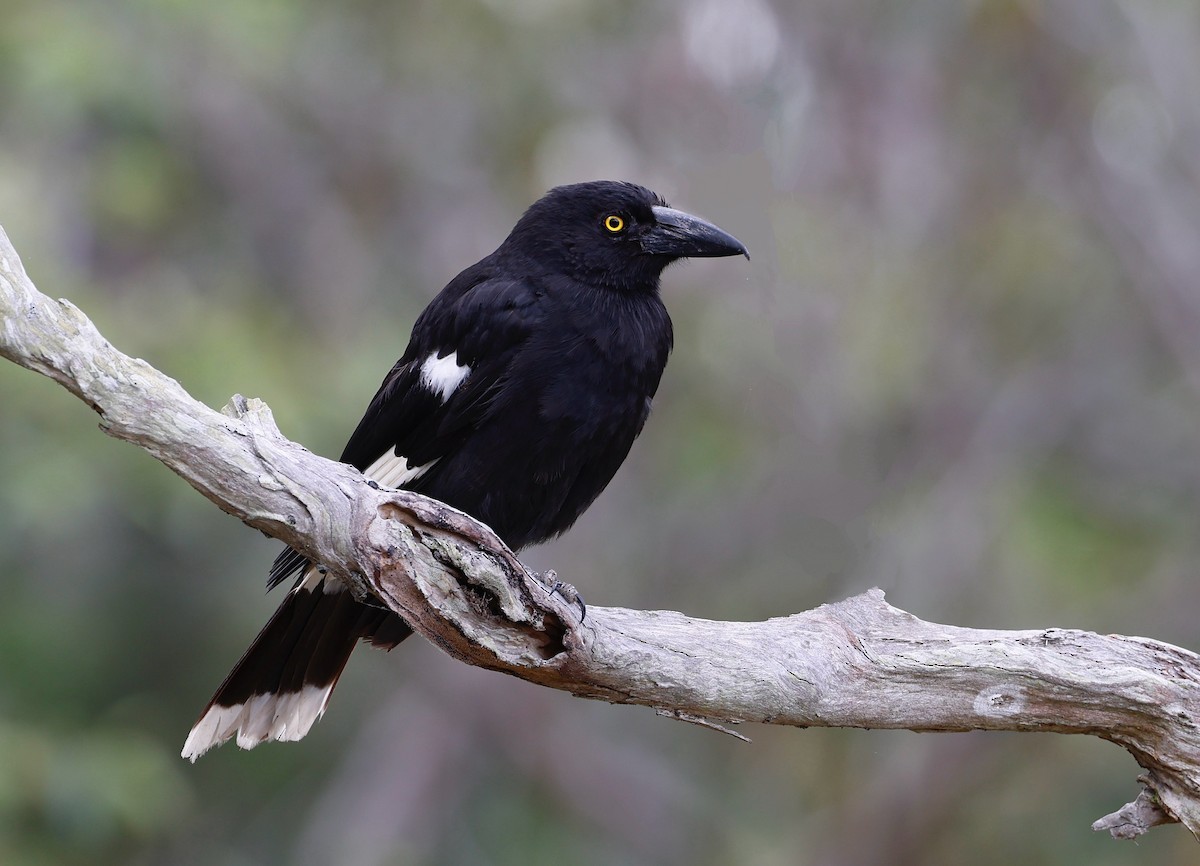 Pied Currawong - Elspeth M