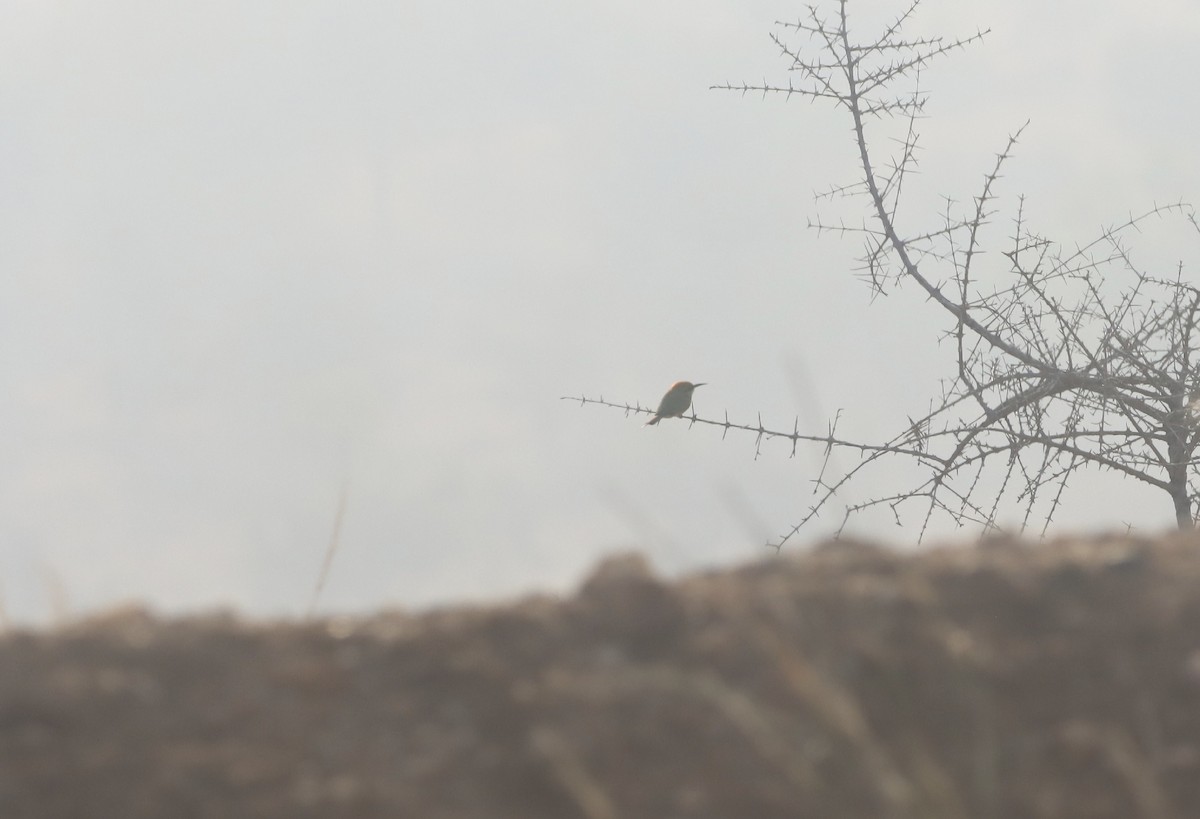 Asian Green Bee-eater - PRABHAKAR GUJJARAPPA