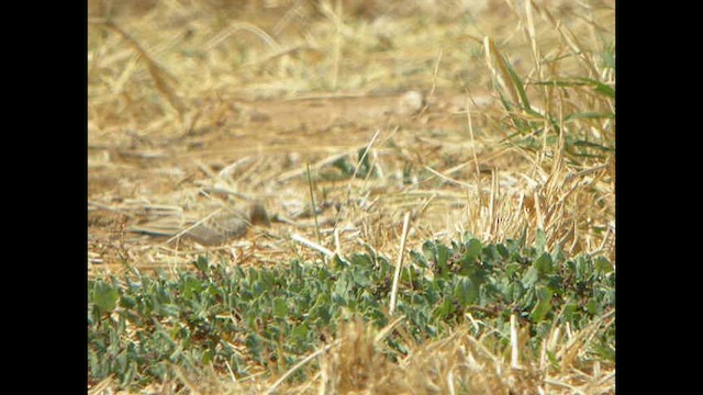 Black-crowned Sparrow-Lark - ML614378815