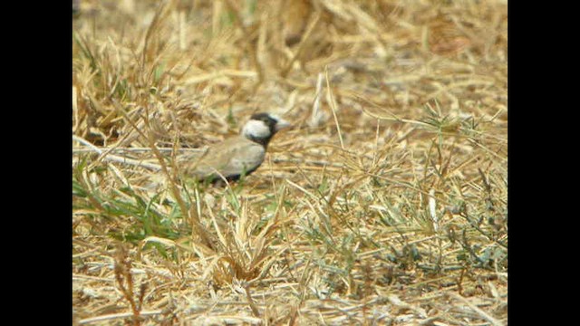 Black-crowned Sparrow-Lark - ML614378840
