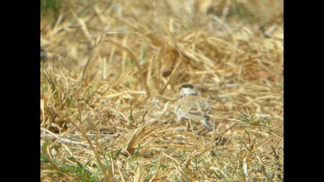 Black-crowned Sparrow-Lark - ML614378846