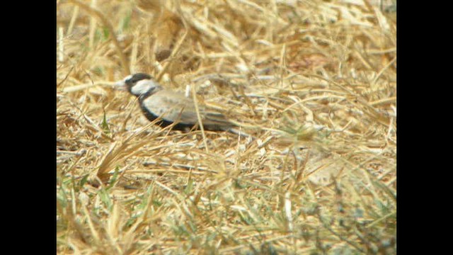 Black-crowned Sparrow-Lark - ML614378881
