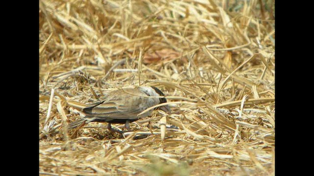 Black-crowned Sparrow-Lark - ML614378903