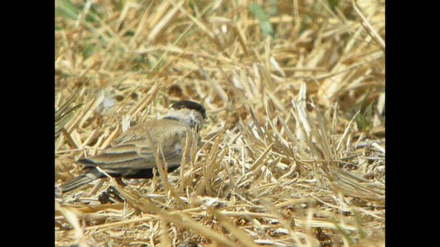 Black-crowned Sparrow-Lark - ML614378912