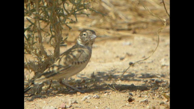 Black-crowned Sparrow-Lark - ML614378927