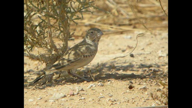 Black-crowned Sparrow-Lark - ML614378945