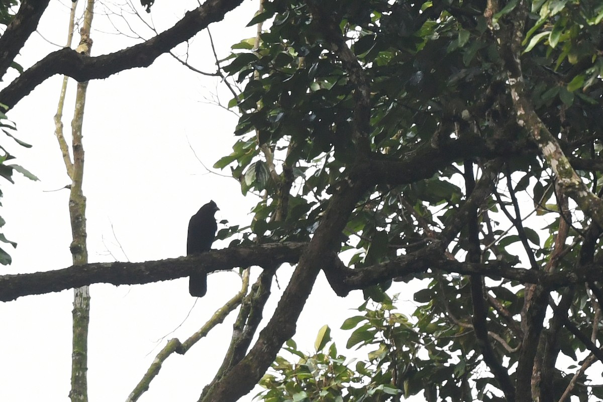 Black Magpie (Bornean) - ML614378978