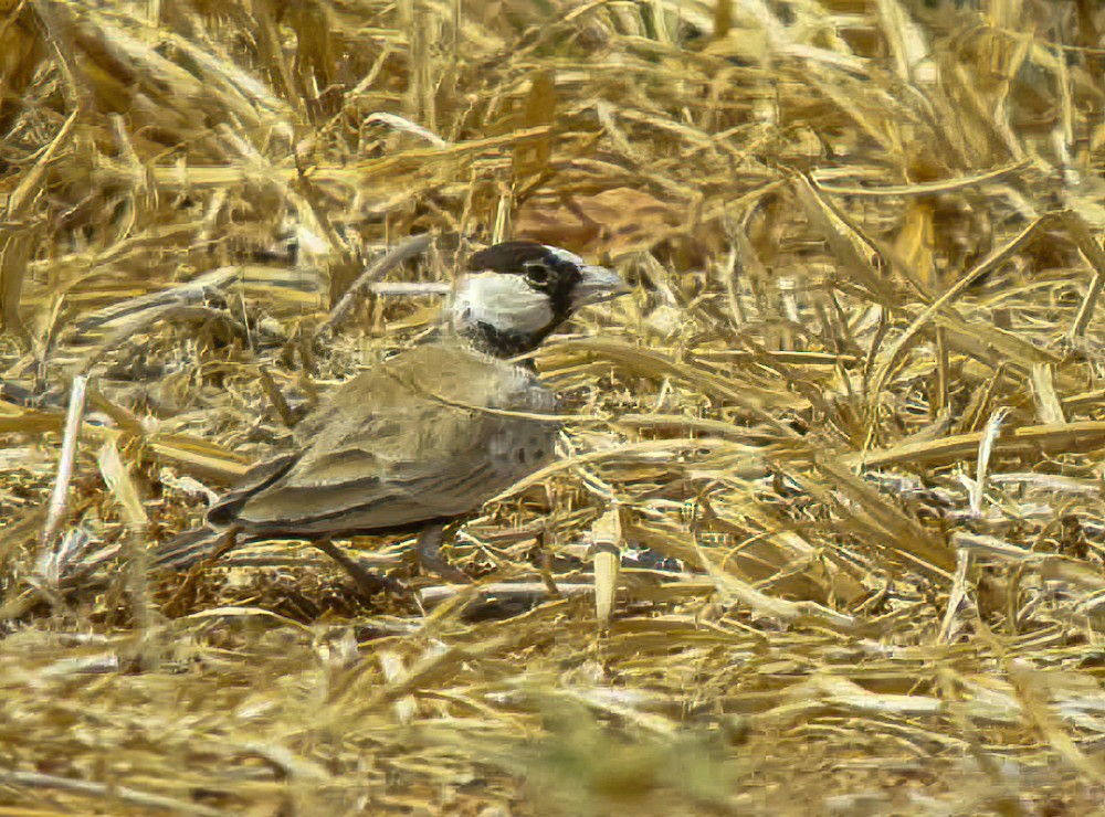Black-crowned Sparrow-Lark - ML614379009