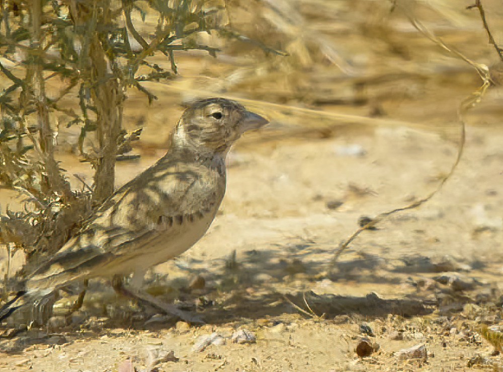 Black-crowned Sparrow-Lark - ML614379010