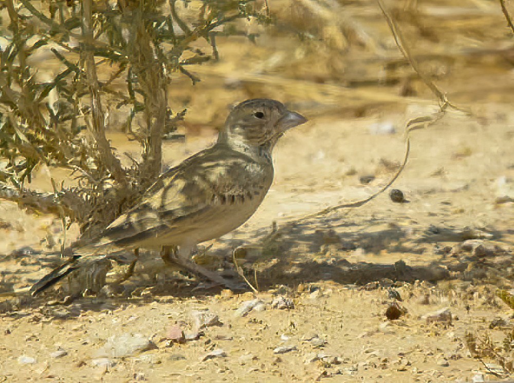 Black-crowned Sparrow-Lark - ML614379011