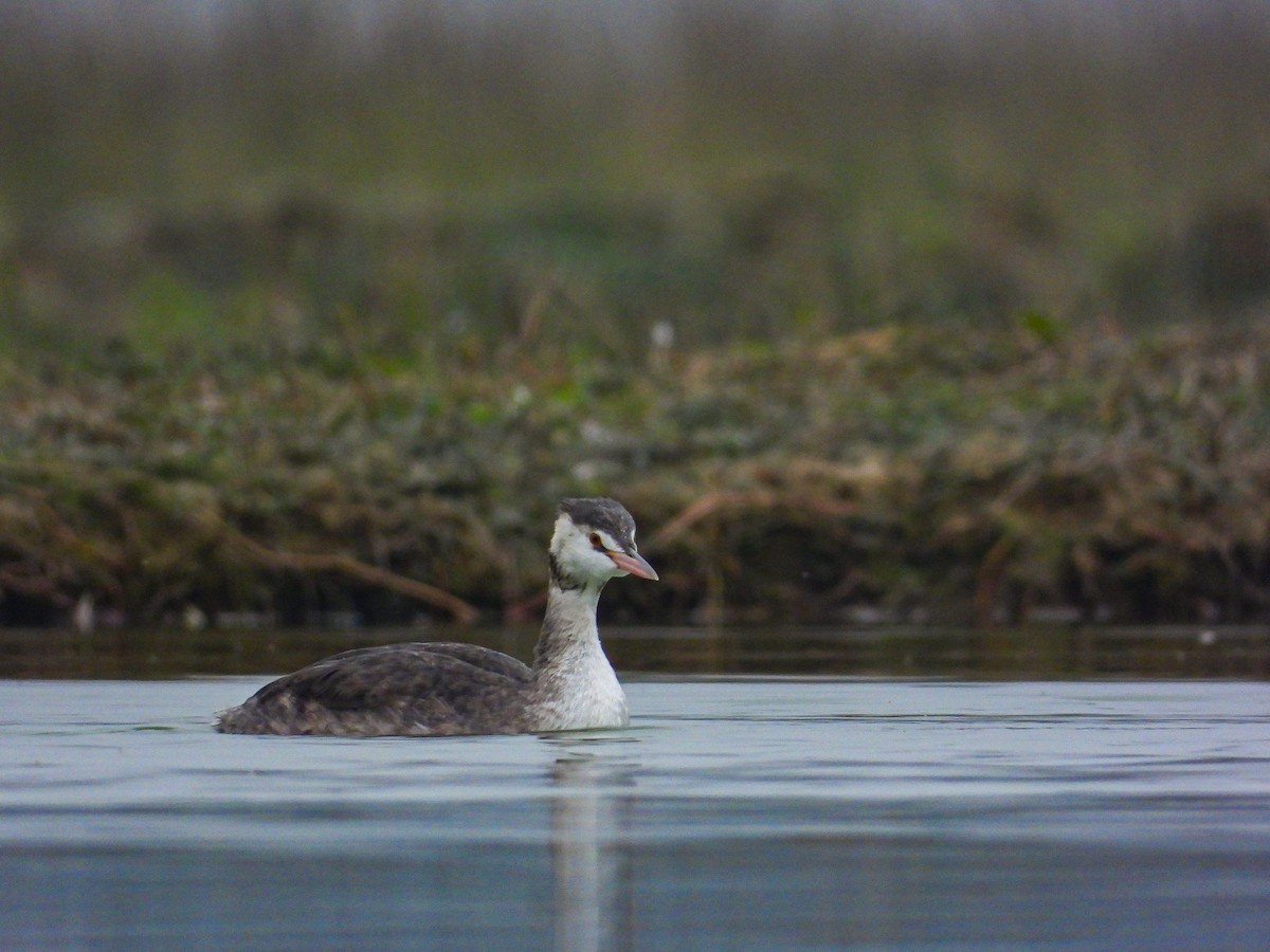Great Crested Grebe - ML614379062