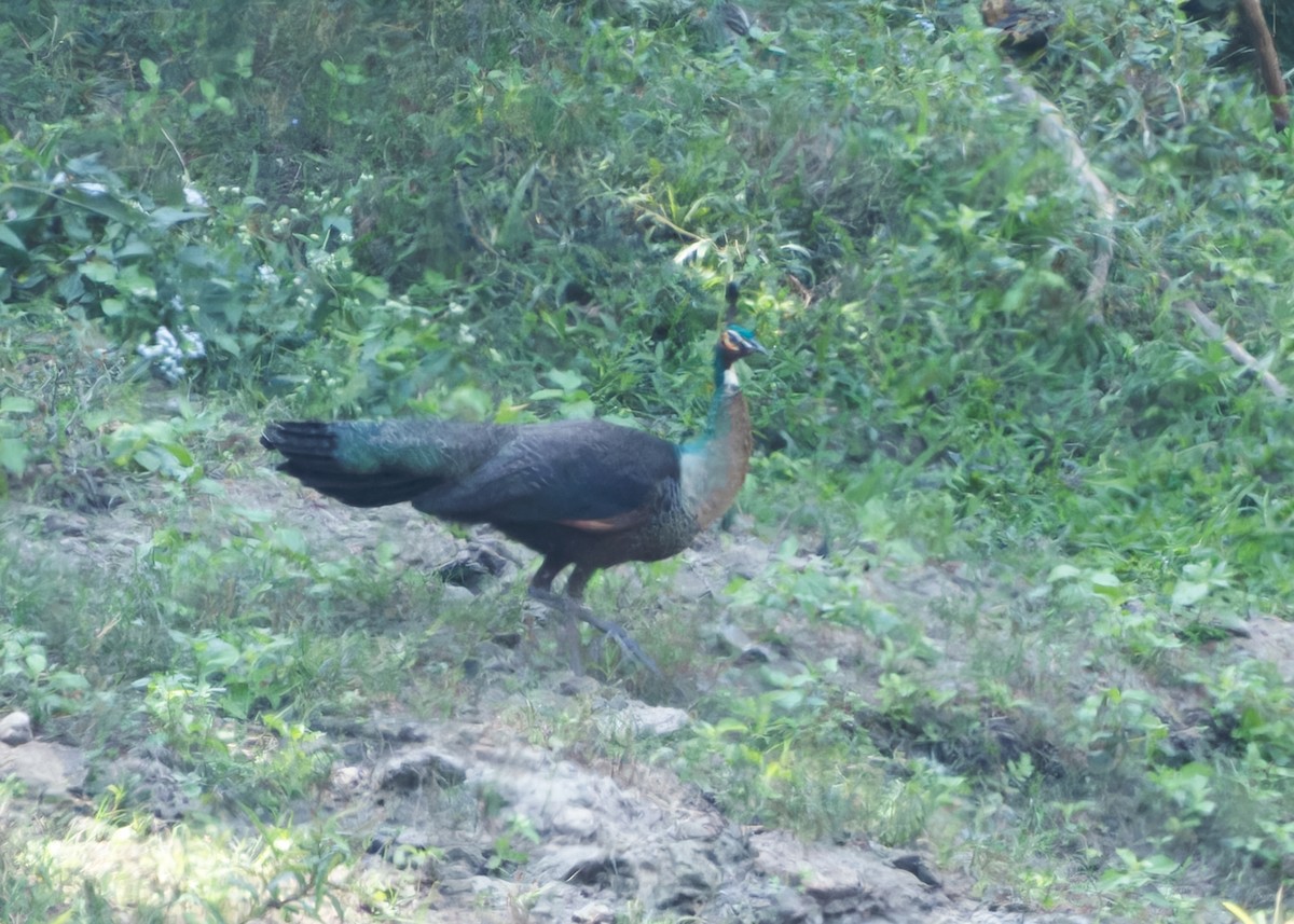 Indian x Green Peafowl (hybrid) - ML614379224