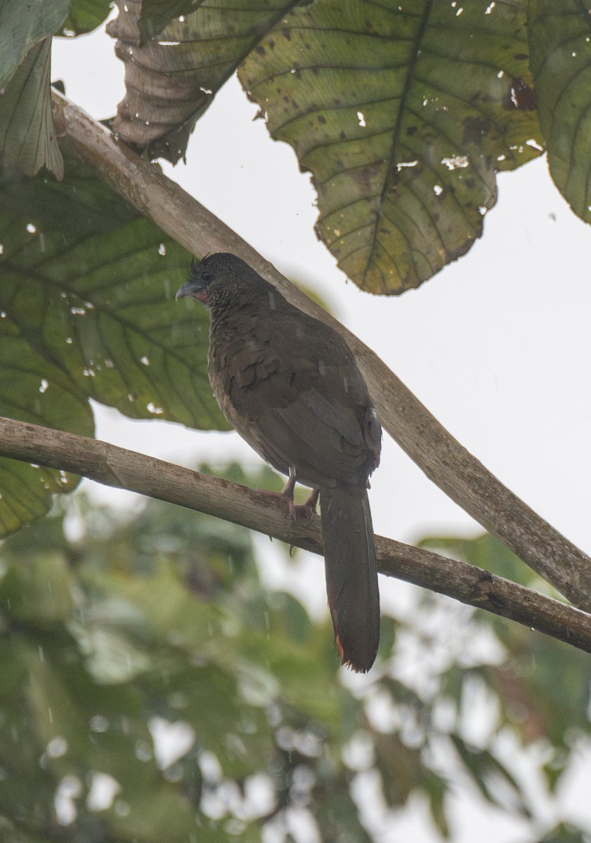 Speckled Chachalaca (Speckled) - ML614379284